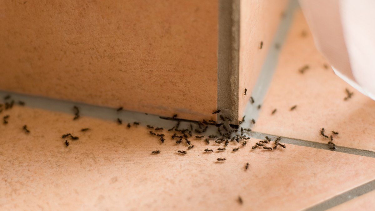 Ants — Evansville, IN — Pass Pest Control Ants — Evansville, IN — Pass Pest Control