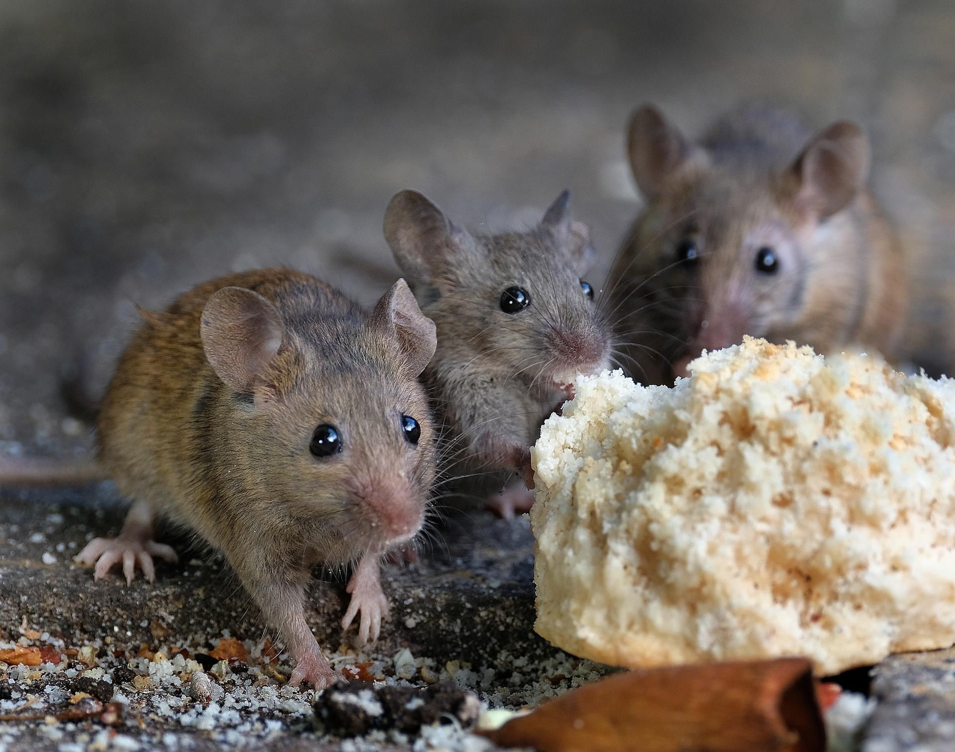 Three small brown mice eating bread on a dark surface.