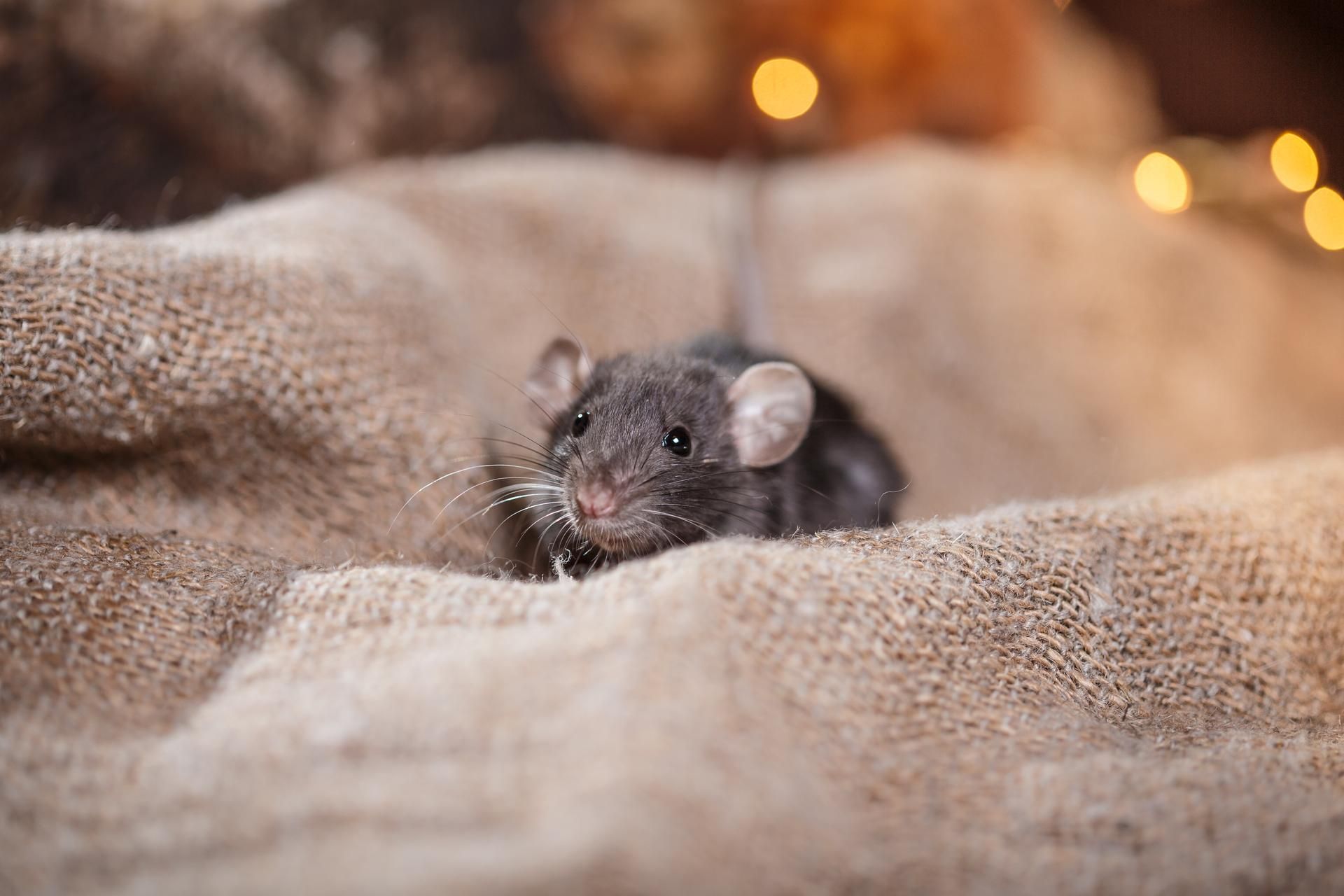 Black rat in burlap, gazing forward. Soft background with warm, blurred lights.