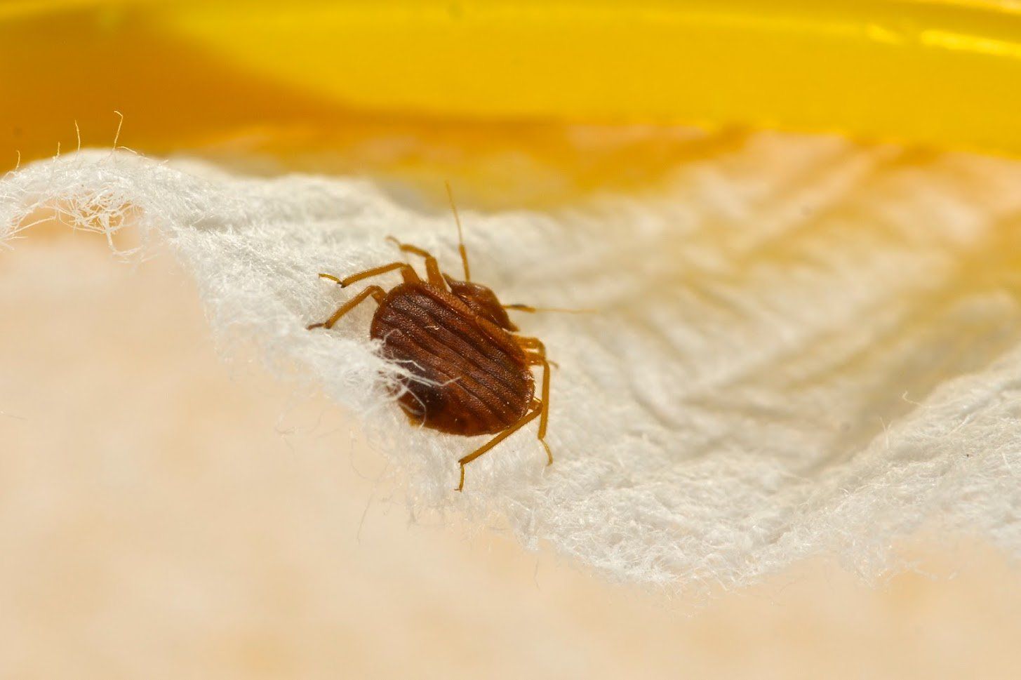 Bedbug on white fabric, with a blurry yellow background.