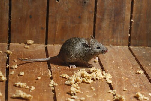 Mouse on wooden planks, surrounded by crumbs.