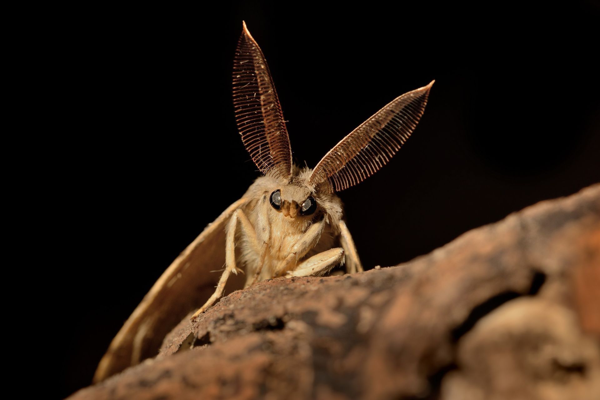 Tan moth with large, feathery antennae perched on a brown surface against a black background.