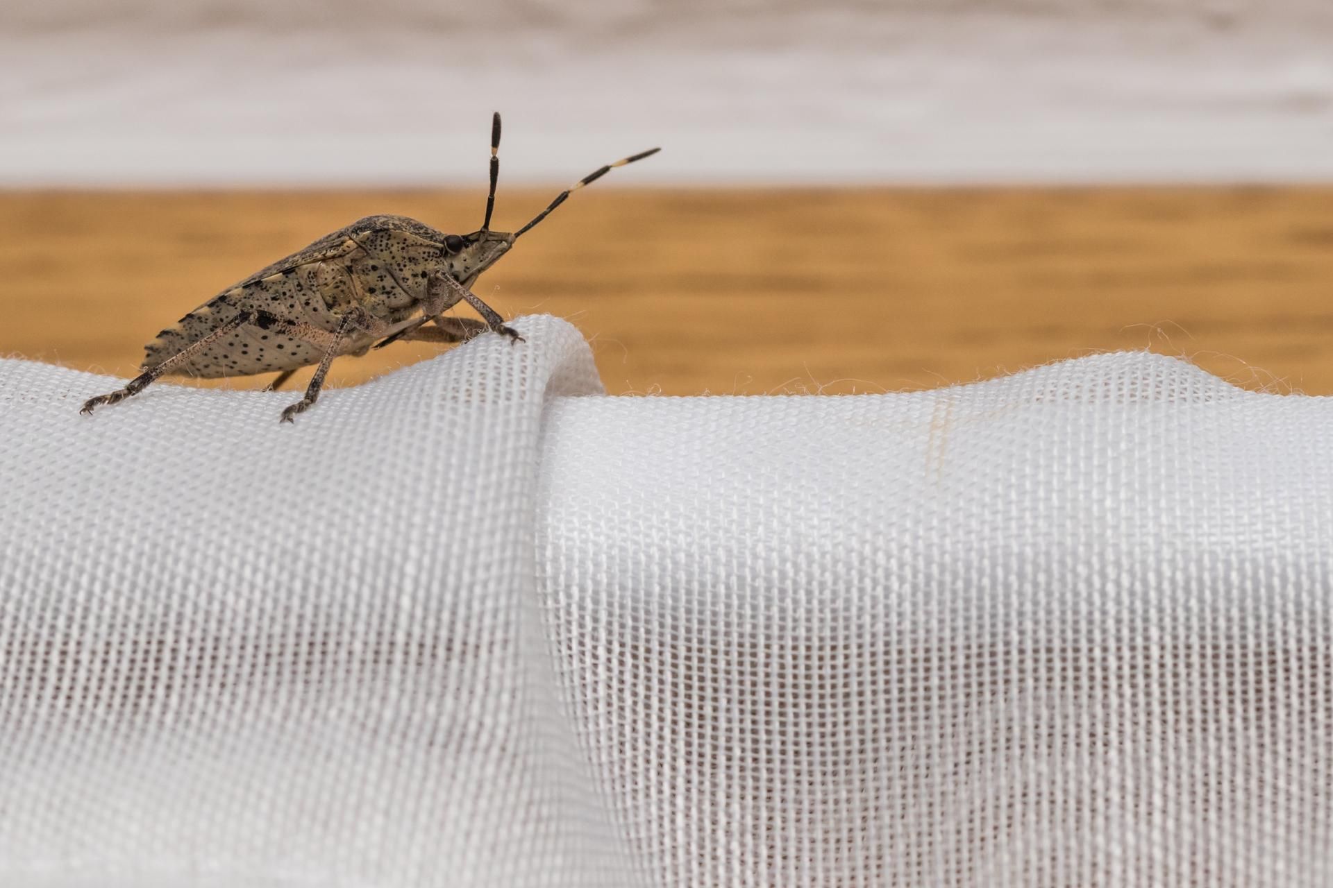 Brown stink bug crawling on a white fabric with wooden background.