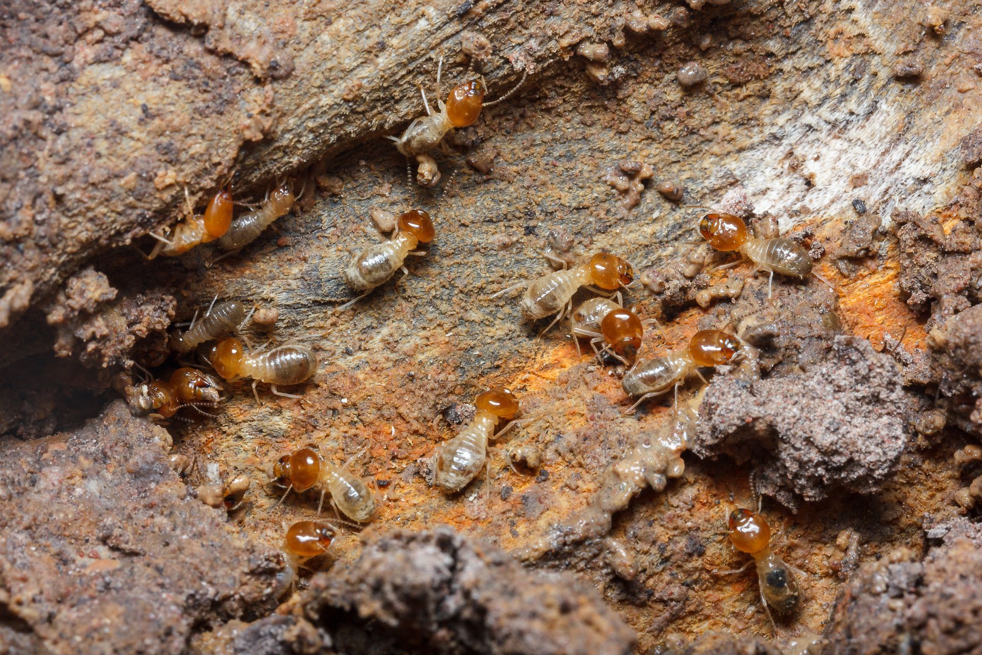 Termites are in the nest. Termites are in the nest.