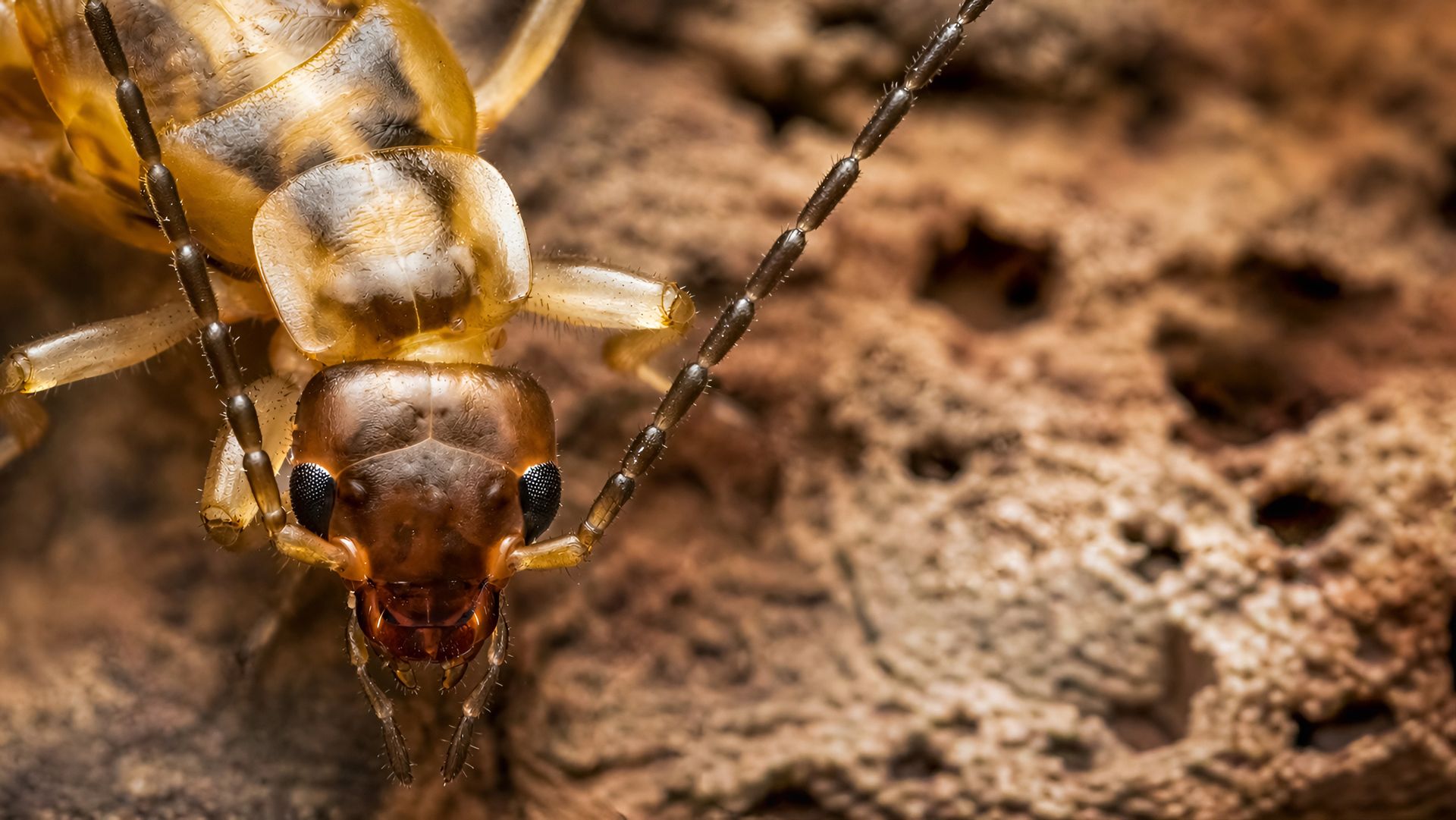 Macro close-up of a termite on decayed wood showing infestation damage.