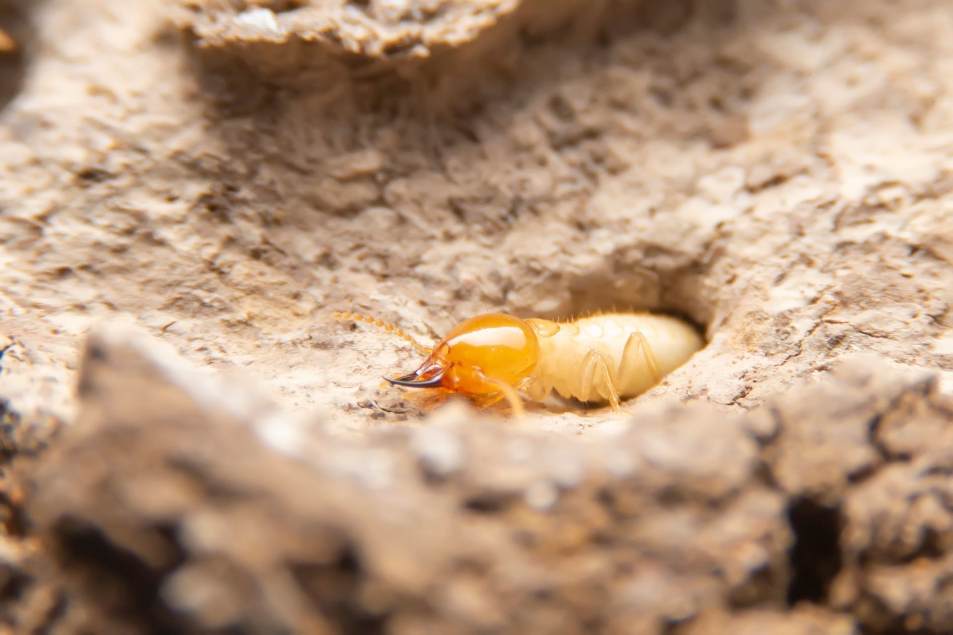 Termites in the nest on a white background