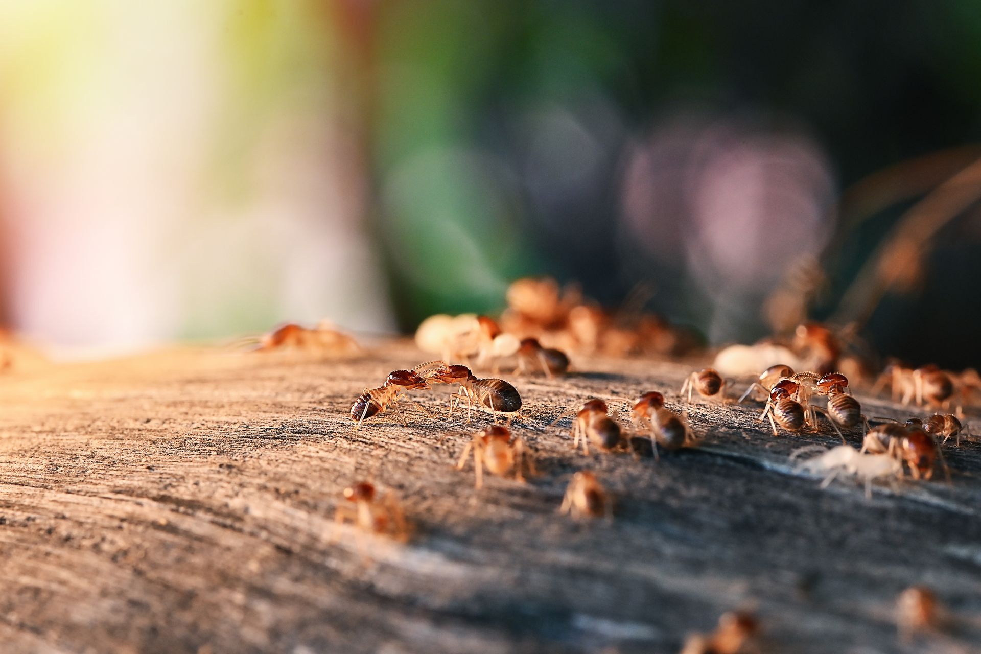 Termites that come out to the surface Termites that come out to the surface
