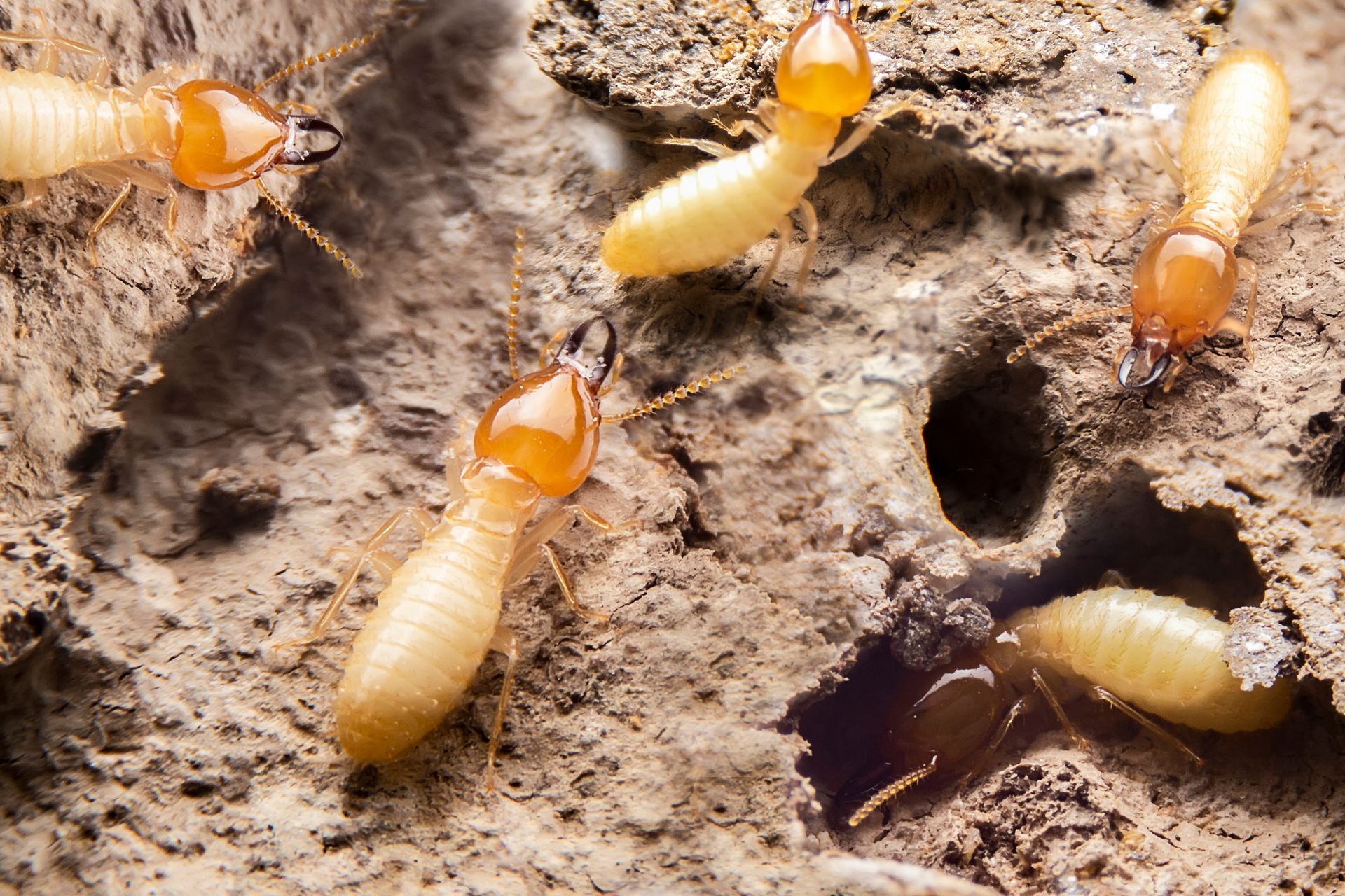 Termites walking on the ground. 