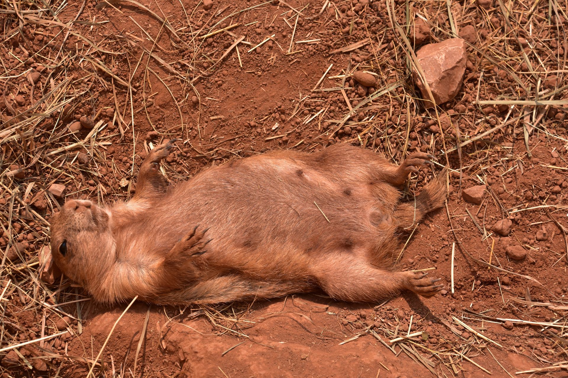 Dead brown rabbit lying motionless on reddish dirt among twigs and rocks