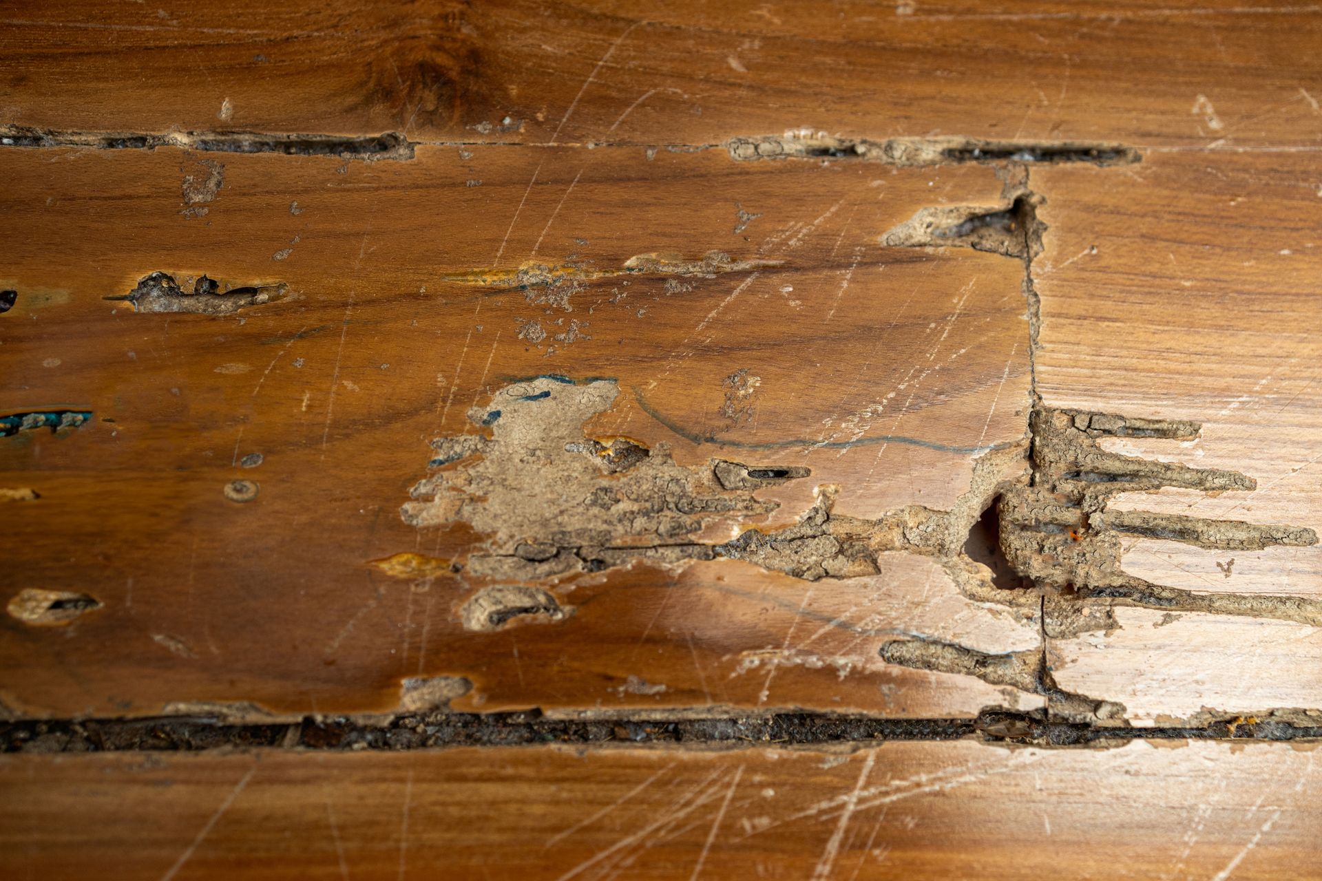 Damaged wooden floorboards with scratches, cracks, and severe termite damage.