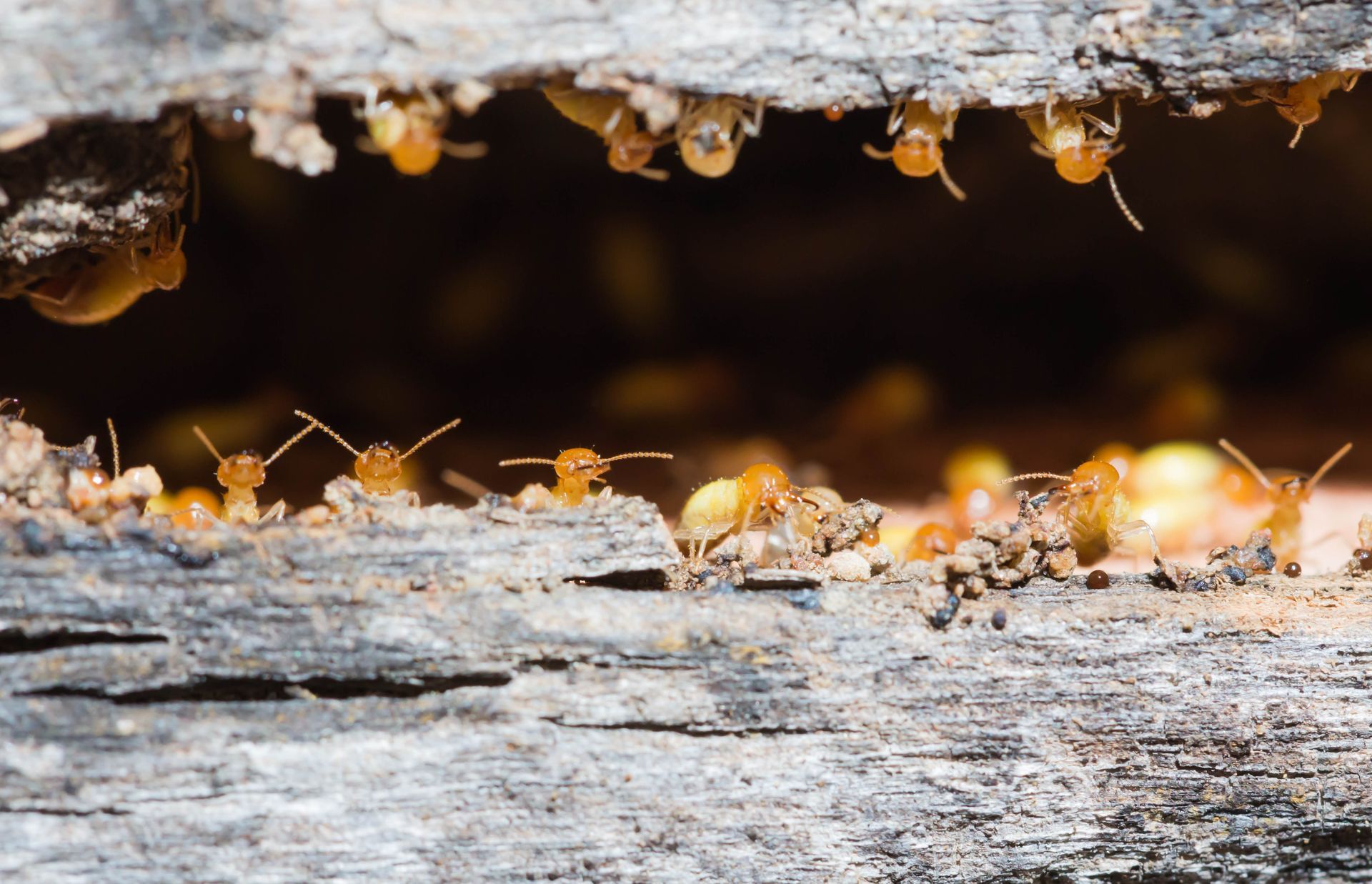 Close-up of termites swarming inside a damaged wooden structure.