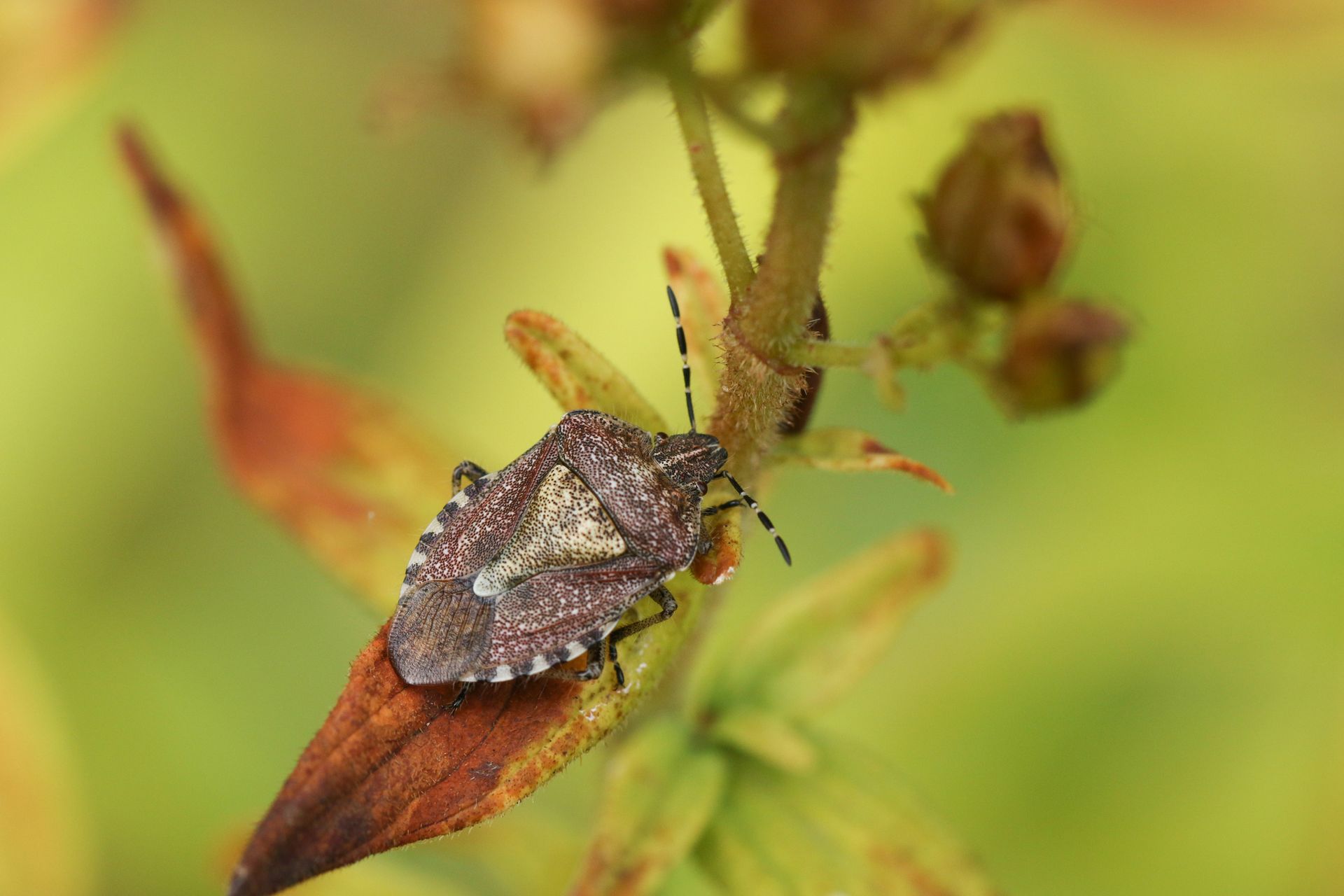 Stink Nugs - Newburgh, IN- Pass Pest Control