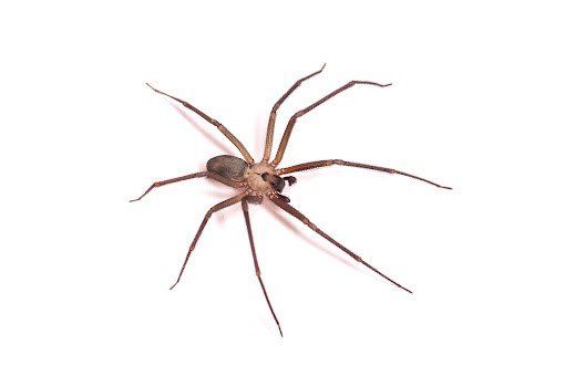 Brown recluse spider on white background.