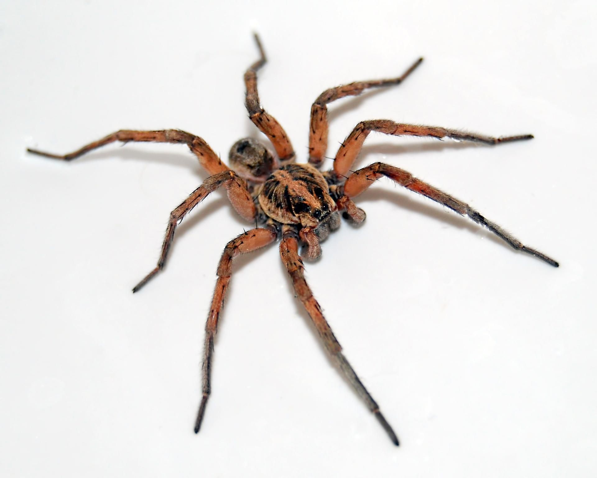 Brown and tan spider with long legs, on a white surface.