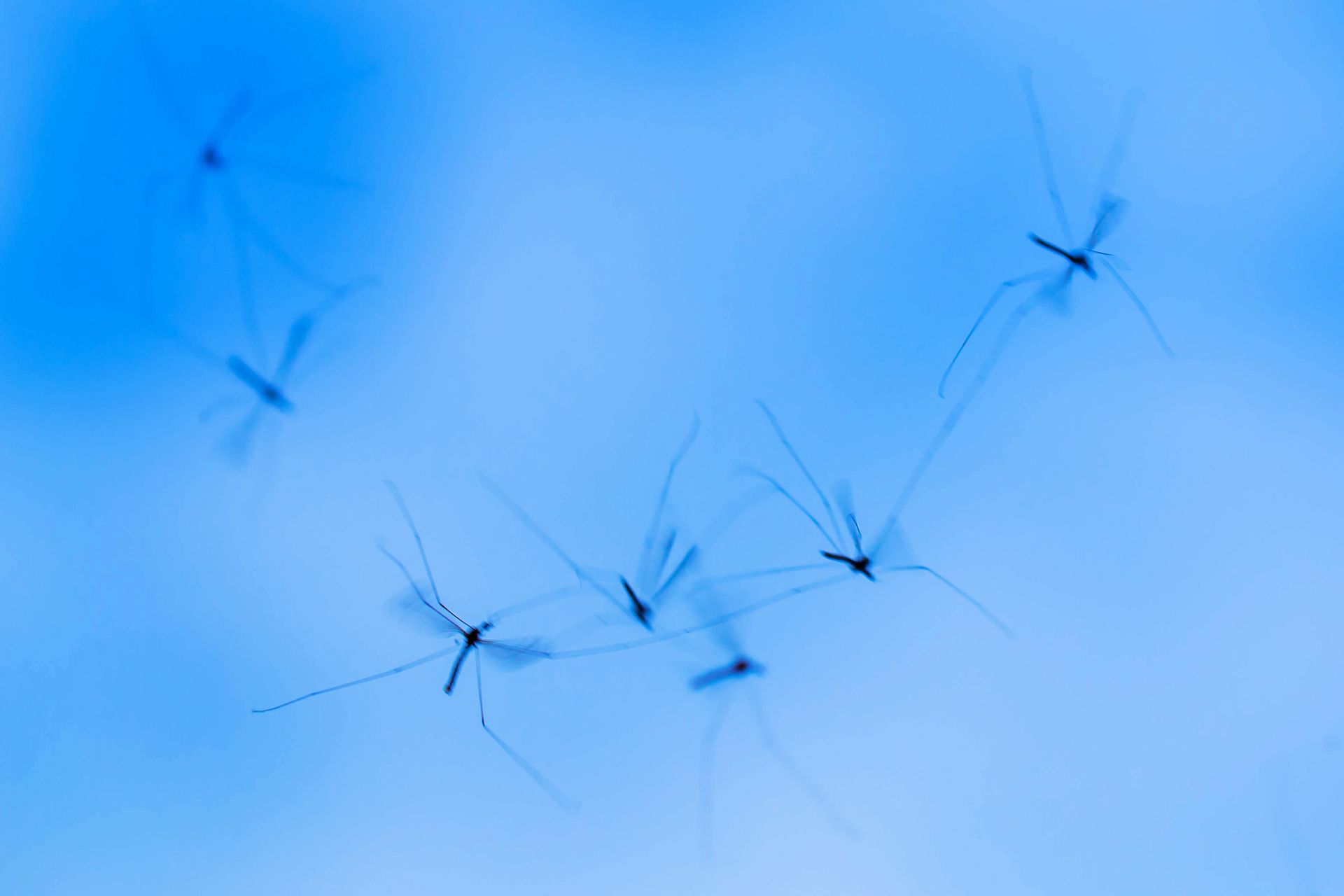 Several spindly-legged insects in flight against a light blue sky.