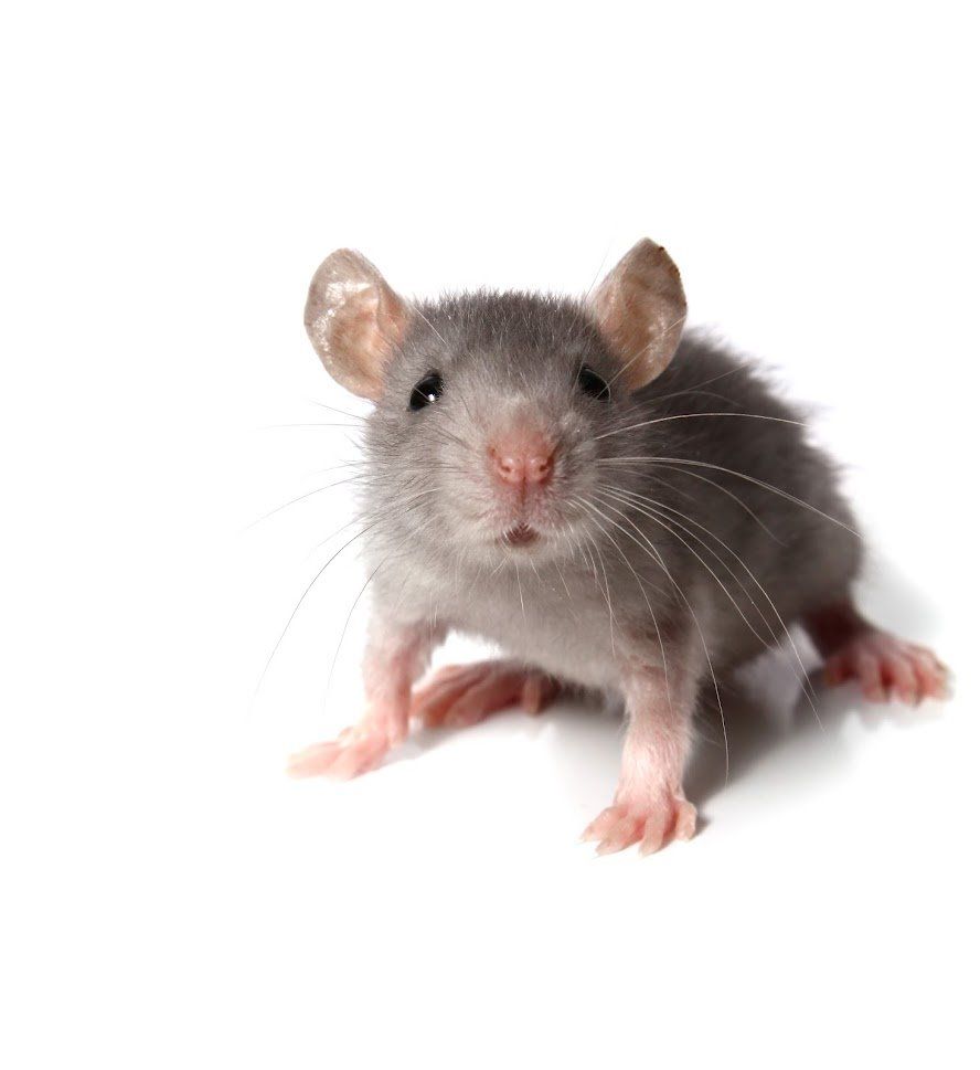 Gray rat with pink feet and nose, on a white background.