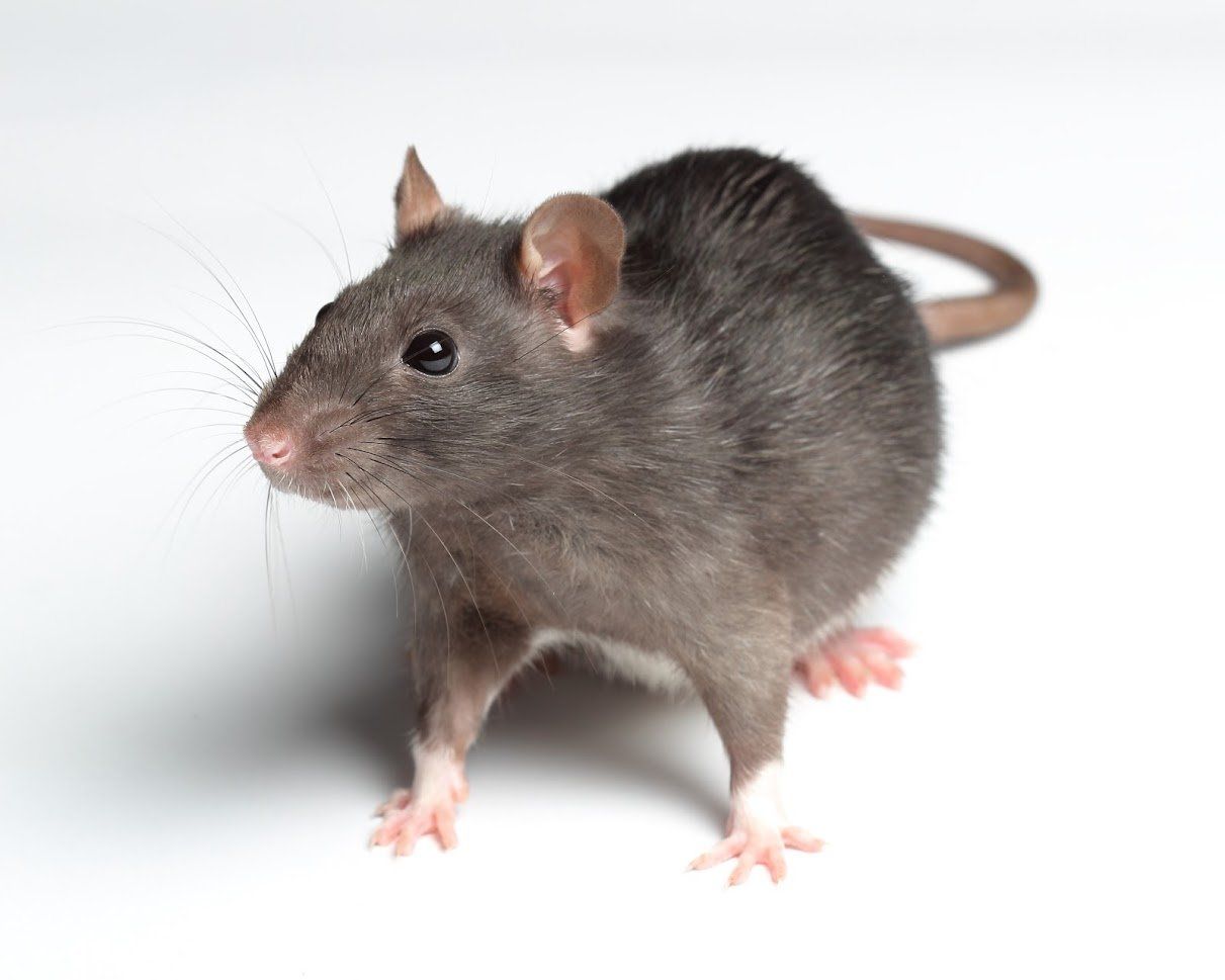 Gray rat with pink paws and ears on a white background, looking to the left.