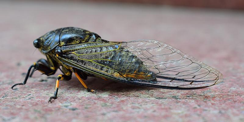 Cicada on the Floor — Newburgh, IN — Pass Pest Control Cicada on the Floor — Newburgh, IN — Pass Pest Control