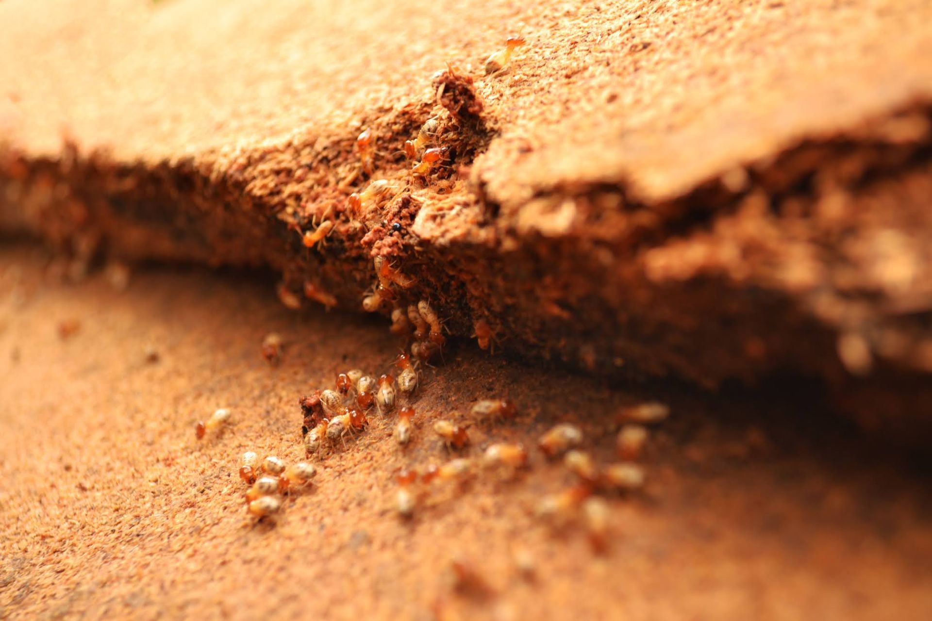 Termites crawling on and in a damaged wooden structure; brown and white insects.