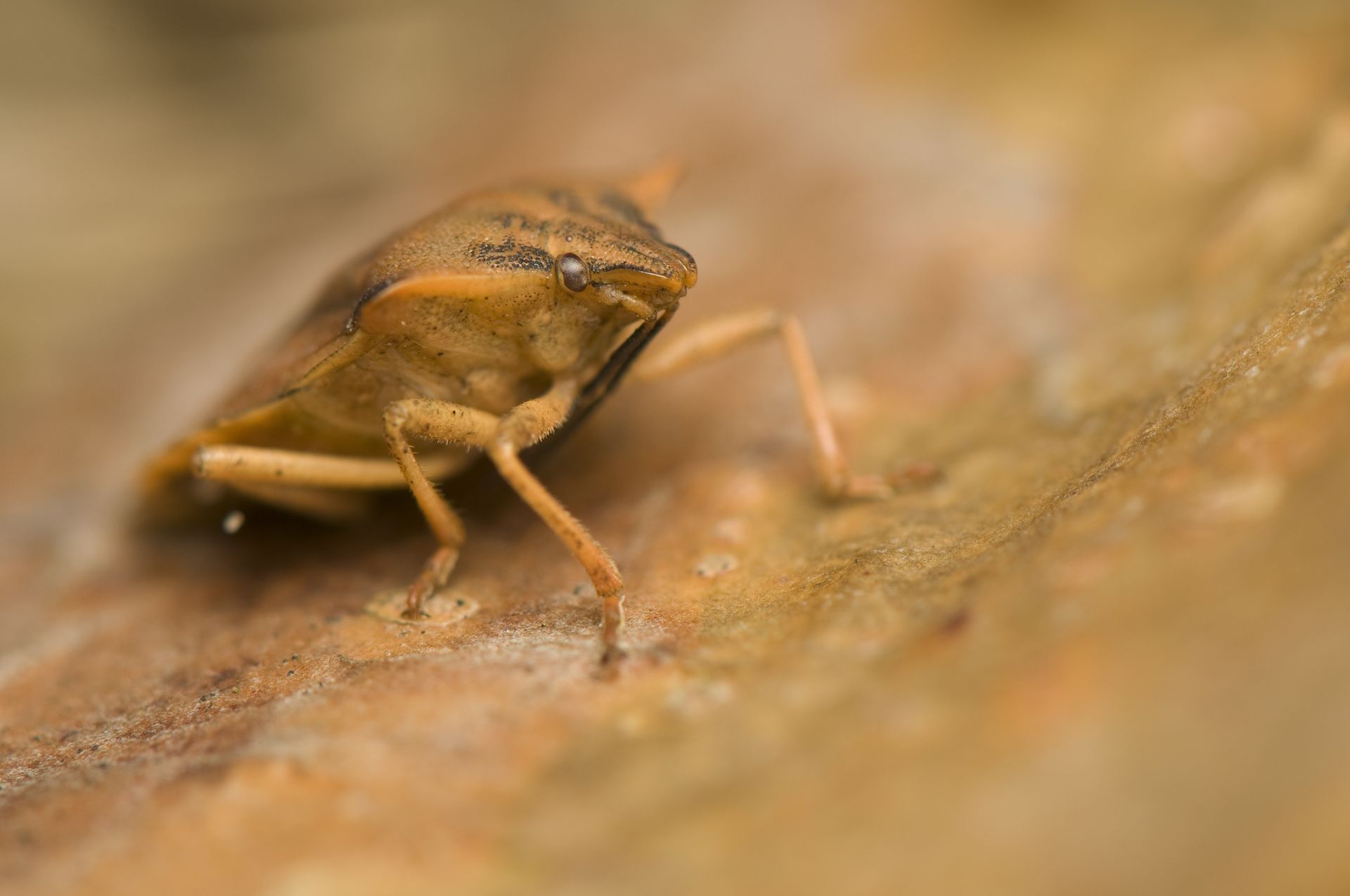 Brown insect on a textured, tan surface; close-up shows head and legs.
