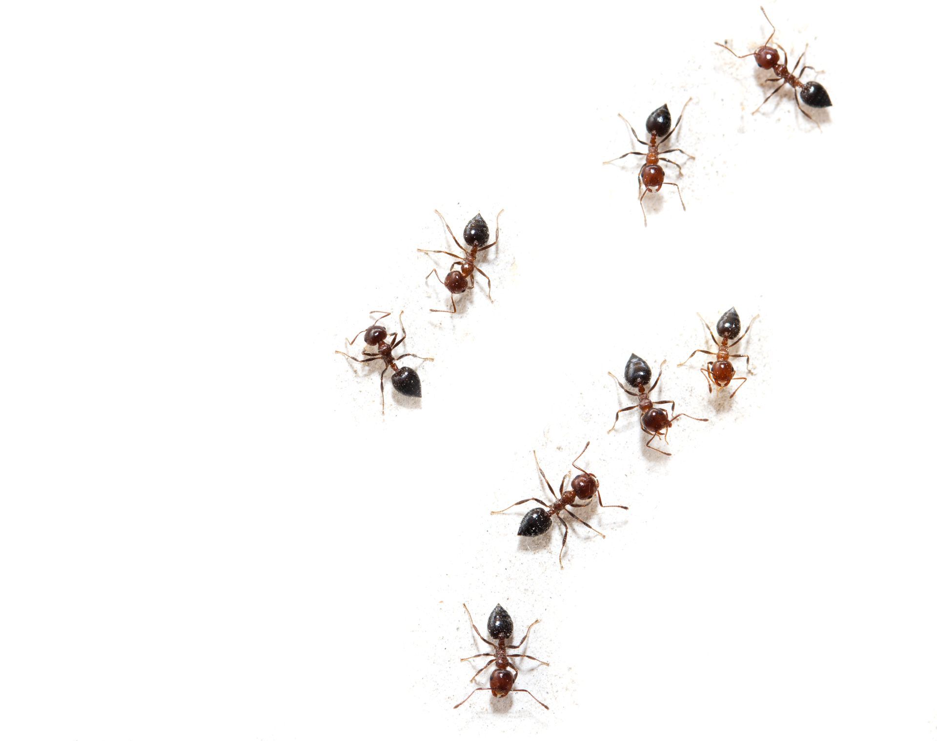 A group of ants, red and black, walking on a white surface.
