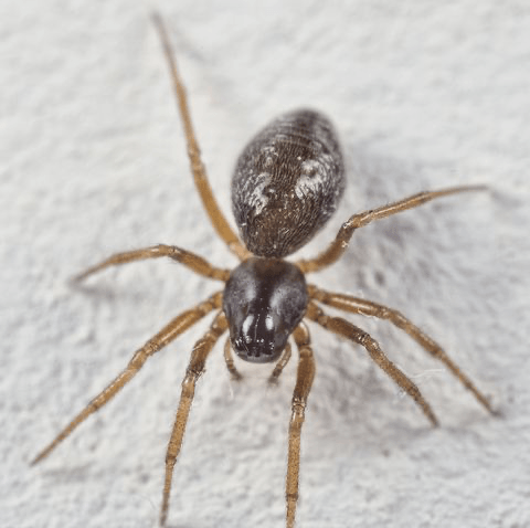 American House Spider — Newburgh, IN — Pass Pest Control American House Spider — Newburgh, IN — Pass Pest Control