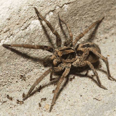 Wolf Spider — Newburgh, IN — Pass Pest Control Wolf Spider — Newburgh, IN — Pass Pest Control