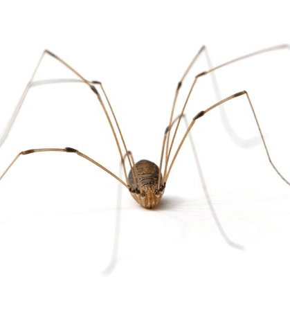 Daddy Longlegs Spider — Newburgh, IN — Pass Pest Control Daddy Longlegs Spider — Newburgh, IN — Pass Pest Control