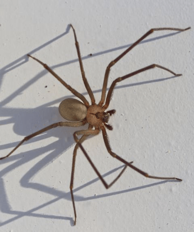 Brown Recluse Spider — Newburgh, IN — Pass Pest Control Brown Recluse Spider — Newburgh, IN — Pass Pest Control