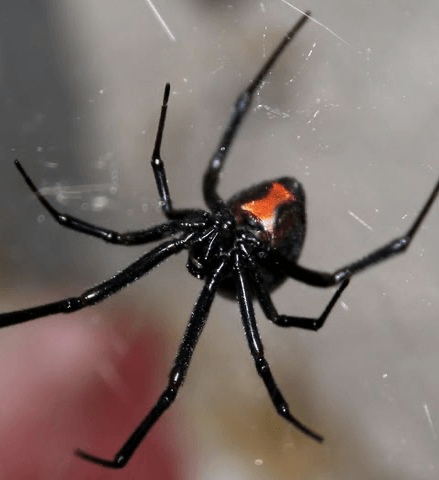 Black Widow Spider — Newburgh, IN — Pass Pest Control Black Widow Spider — Newburgh, IN — Pass Pest Control