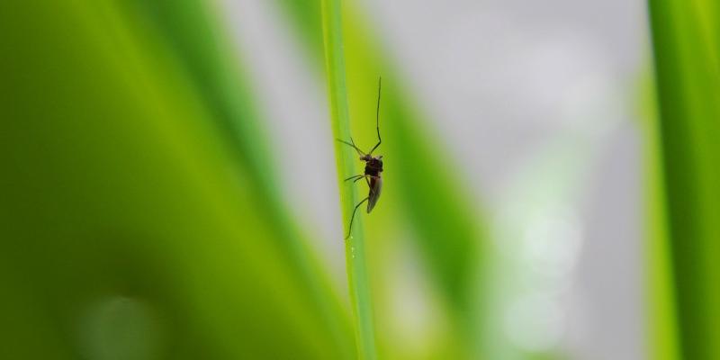 Mosquito on Grass — Newburgh, IN — Pass Pest Control Mosquito on Grass — Newburgh, IN — Pass Pest Control