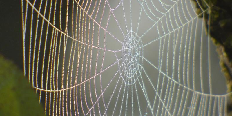 Spider's Web — Newburgh, IN — Pass Pest Control Spider's Web — Newburgh, IN — Pass Pest Control