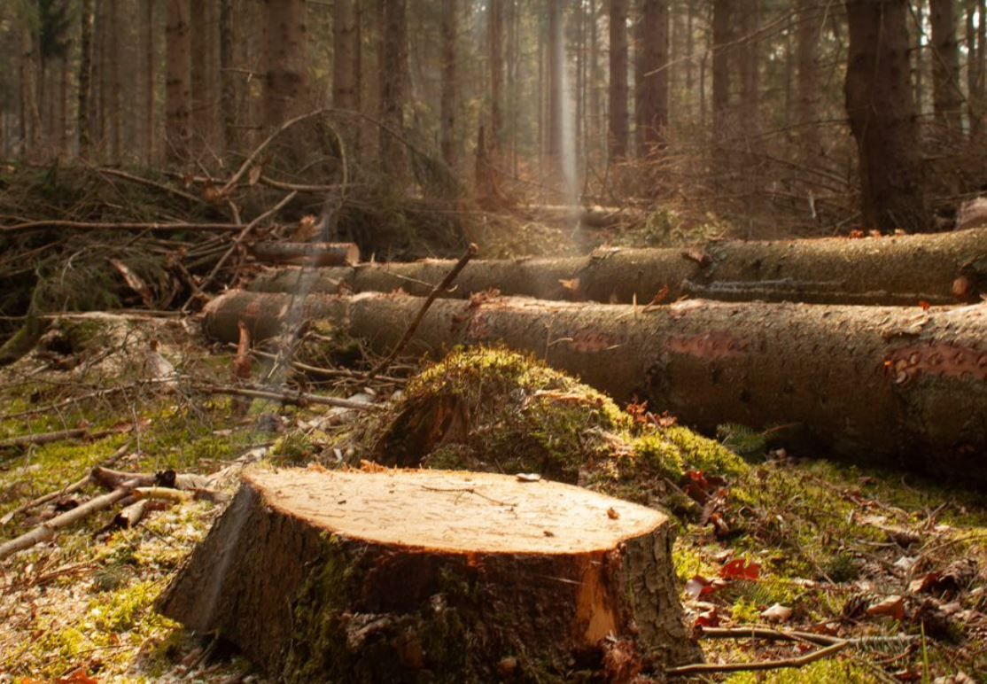 A Stump in the Middle of a Forest — Beehive Property Maintenance in Emerald, QLD