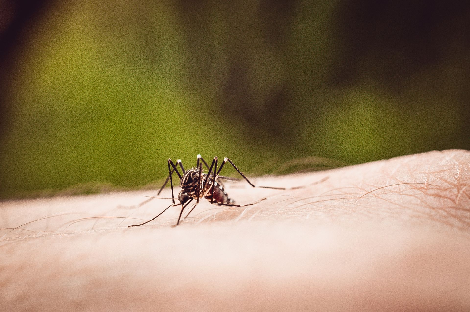 Macro shot of a mosquito on a person's arm.