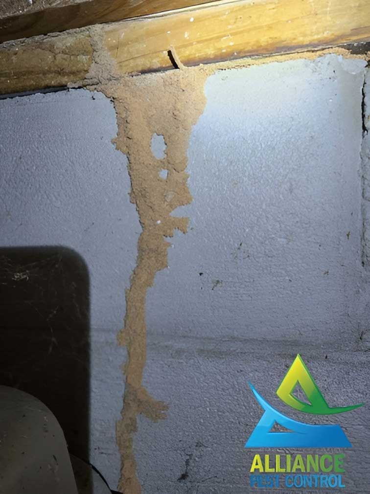 Termite mud tube on a concrete wall, traveling to a wooden beam, light brown against gray.