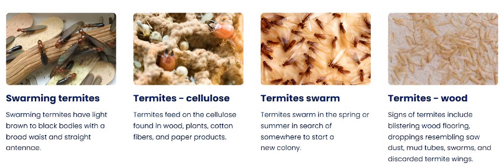 Four images about termites: swarming, cellulose, swarming, and wood.