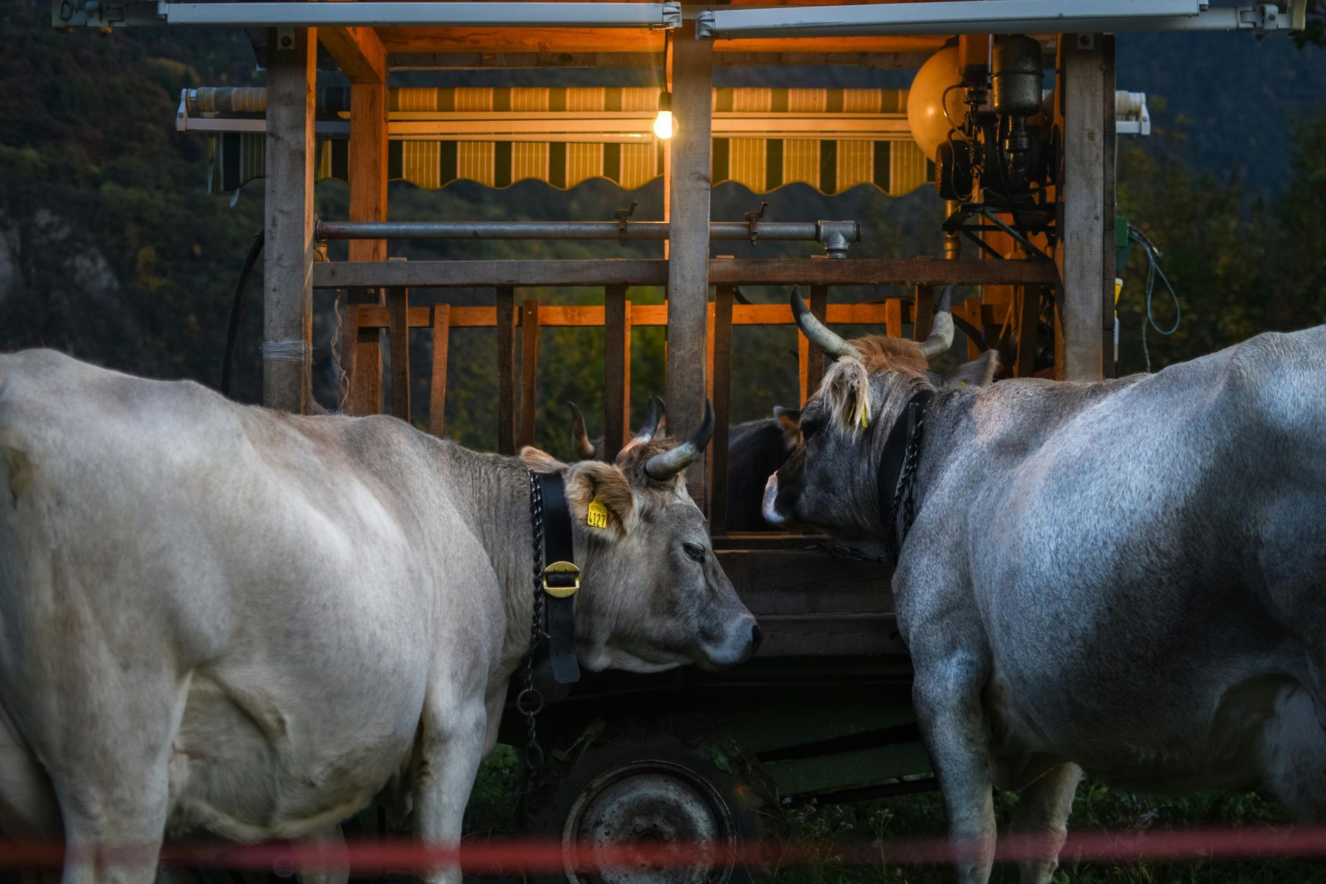 Two cows are standing next to each other in front of a trailer