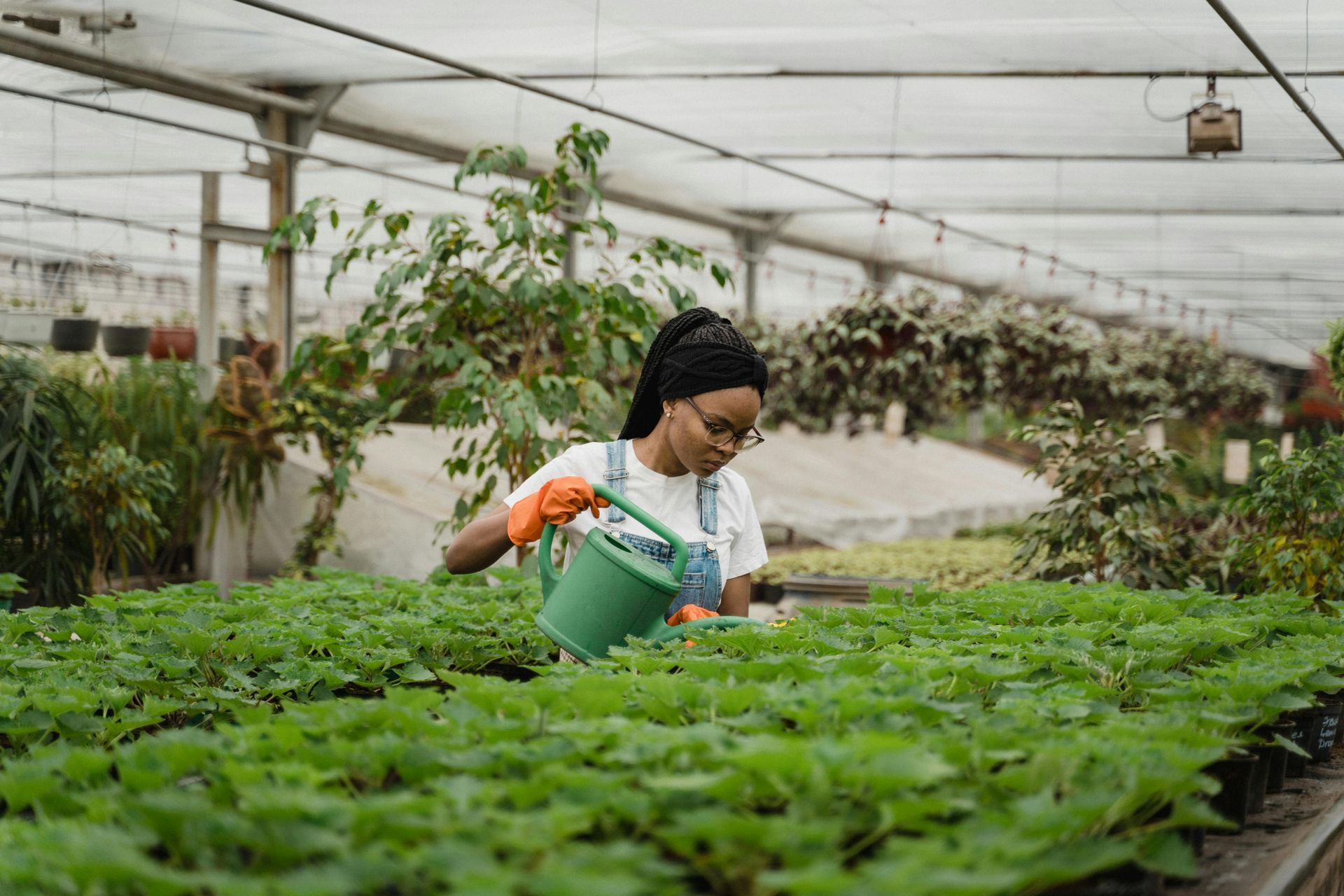 A woman is watering plants in a greenhouse with a watering can.