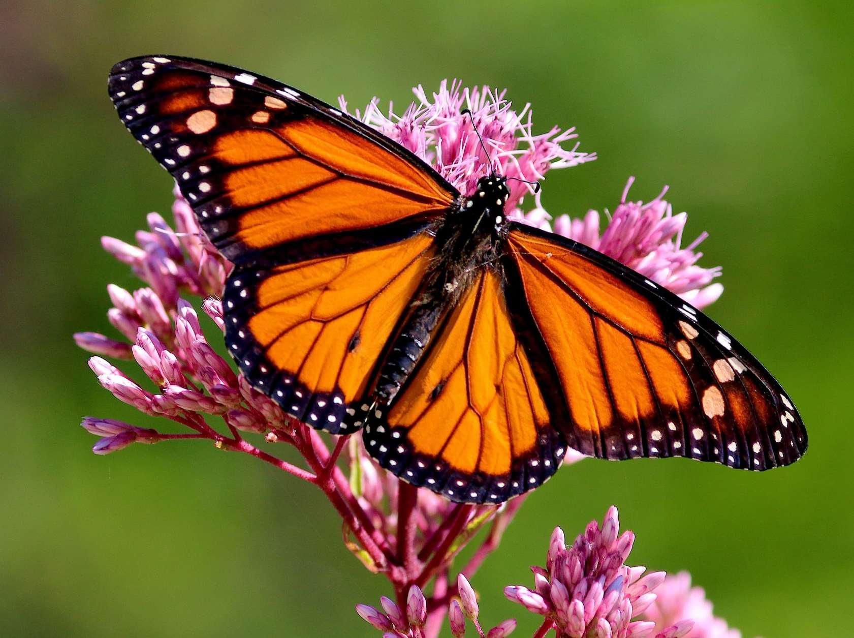A monarch butterfly is perched on a pink flower