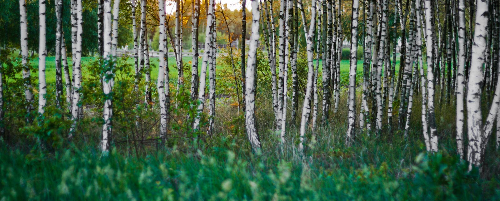 section-image