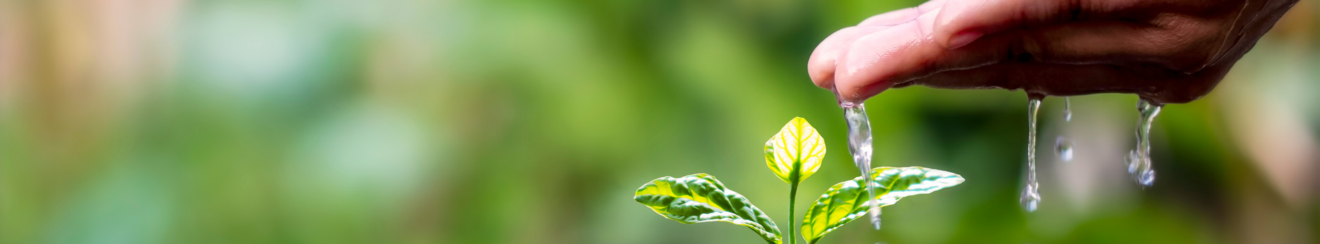 Hand watering a small plant with water droplets in a green, natural setting.