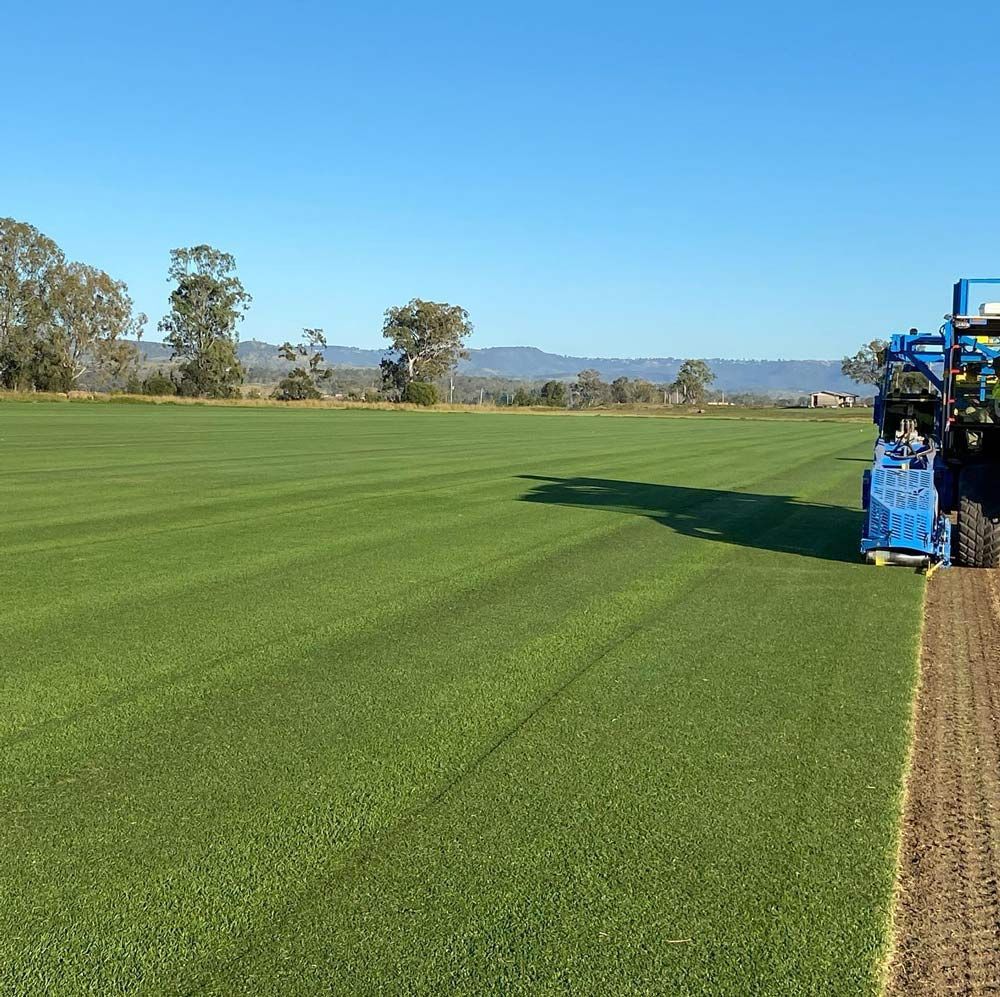 Blue Turf Harvester Cutting Rows of Green Grass in a Field Under a Clear Blue Sky — Placid Hills Turf in Helidon, QLD