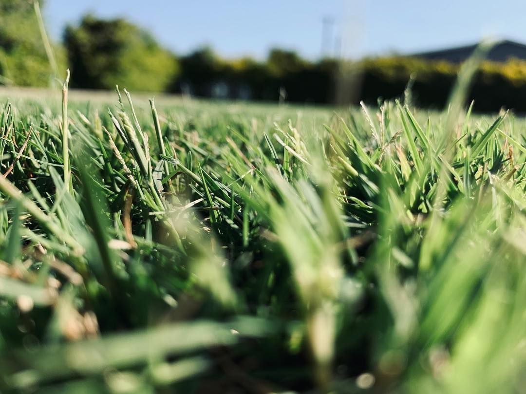 Close-up view of green grass blades against a blurred background of trees and sky. — Placid Hills Turf in Westbrook, QLD