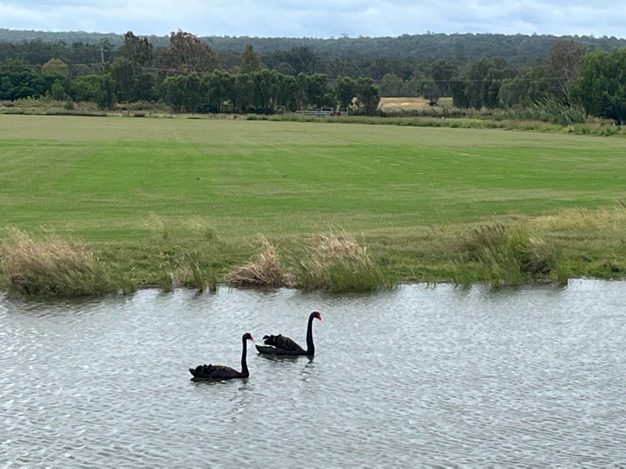 Two Black Swans Swim on Water, in Front of a Green Field and a Line of Trees — Placid Hills Turf in Westbrook, QLD