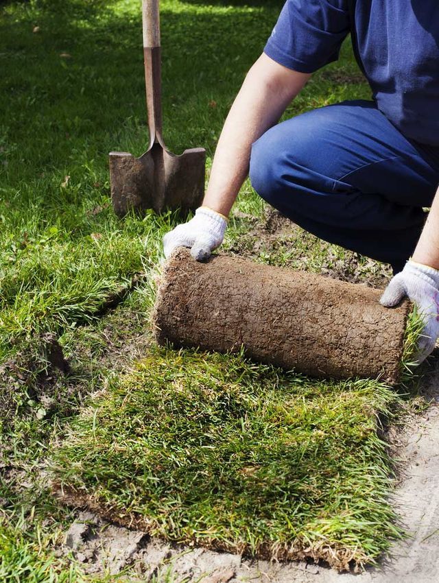 A Person in Blue Kneels, Unrolling Sod Onto a Grassy Area, Shovel Nearby — Placid Hills Turf in Highfields, QLD