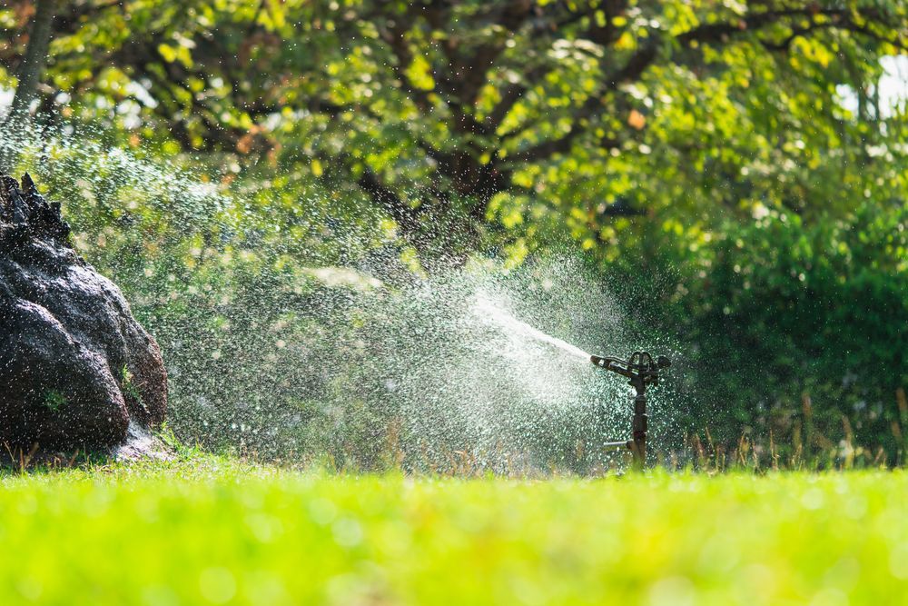 A sprinkler is spraying water on a lush green lawn.