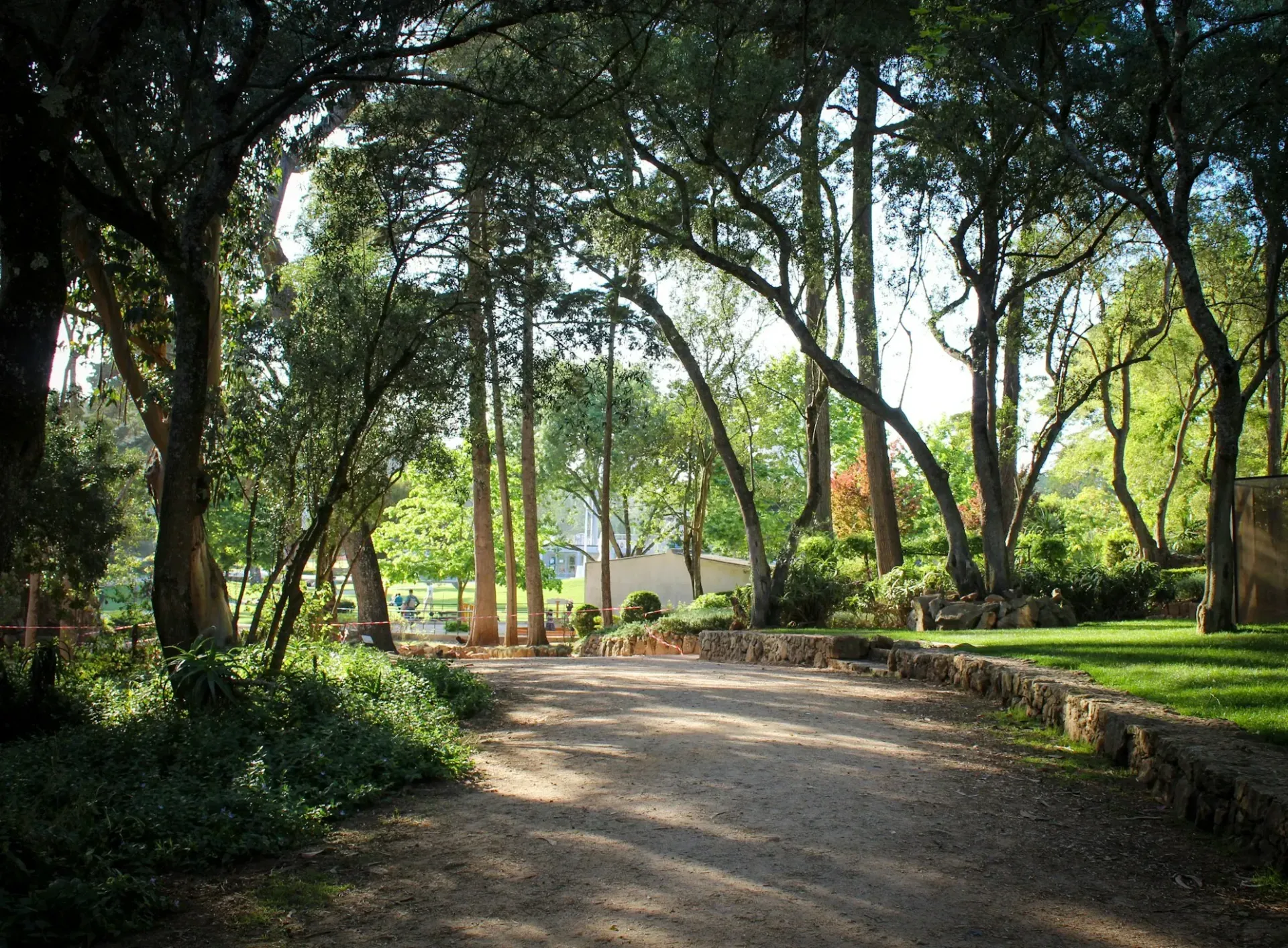 A dirt road surrounded by trees in a park