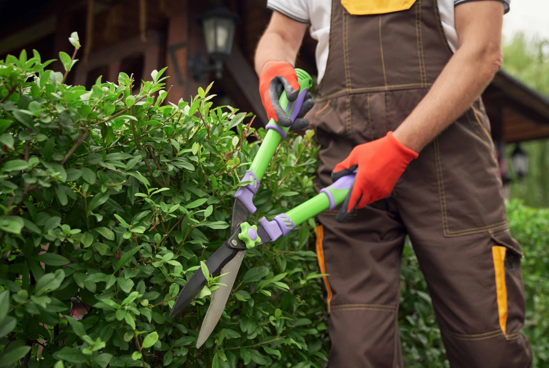 Expert tree trimming services showcased by a man in overalls in a vibrant backyard. A person wearing brown work overalls and orange gloves uses green hedge shears to trim a dense green bush.