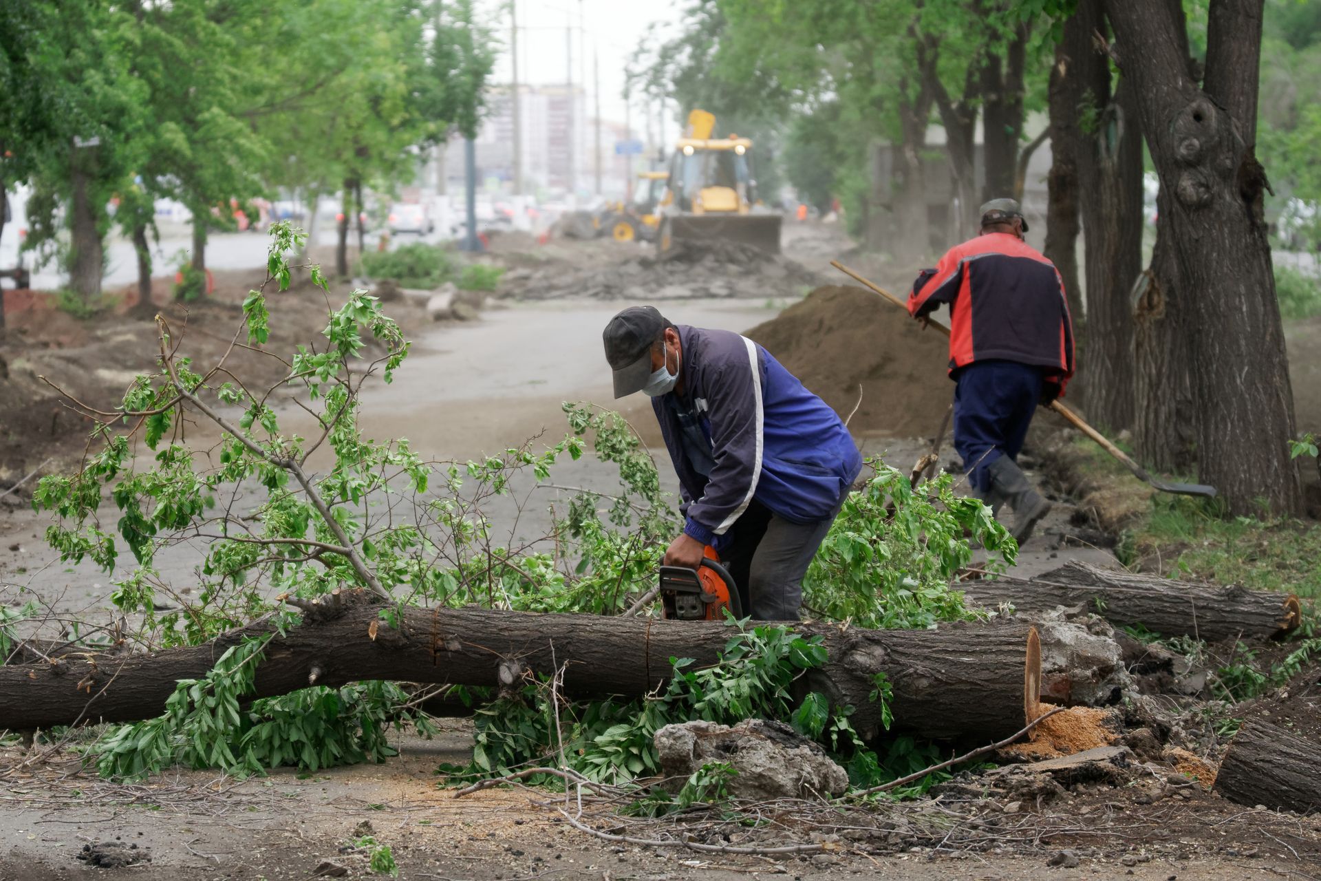 A male worker uses a chainsaw to cut through a fallen log. Two workers use chainsaws to clear fallen tree branches on a construction site along a tree-lined road.