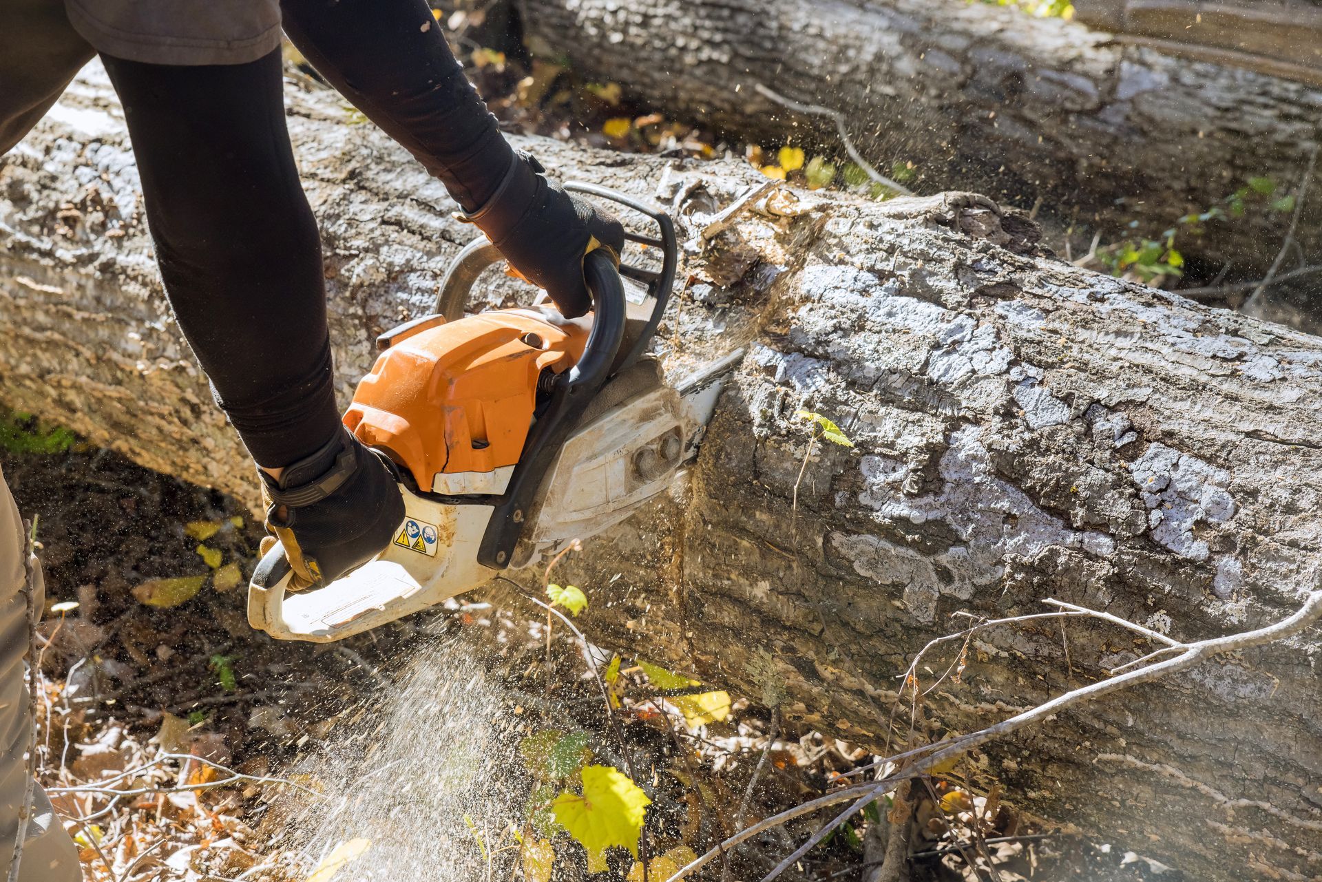 Worker cutting an uprooted log with a chainsaw for rapid emergency tree removal. Worker cutting an uprooted log with a chainsaw for rapid emergency tree removal.